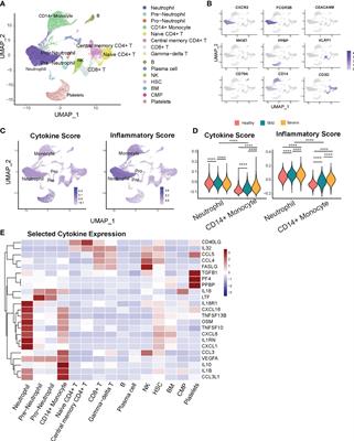 Heterogeneity of neutrophils and inflammatory responses in patients with COVID-19 and healthy controls